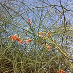 میوه های خوش رنگ و زیبای کلیر