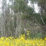 چشم اندازی زیبا از بیشه زارهای روحبخش دره دیوین