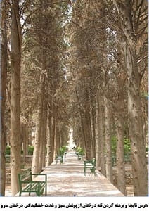 این شاید واپسین تصویر از این چیدمان زیبا باشد!