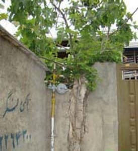 بتهوون: براي من يك درخت به اندازه جان يك انسان ارزش دارد.