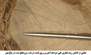 نمایی از کاهش رشد قطری طی دو دهه اخیر بر روی کنده درخت سرو قطع شده در باغ فین
