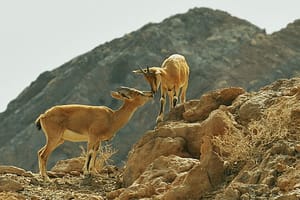 برای این است که ایران را دوست دارم ...