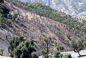 باورکردنی نیست؛ ولی حقیقت دارد! اینجا جنگلهای مازوان بند بانه است - مهر 1388 باورکردنی نیست؛ ولی حقیقت دارد! اینجا جنگلهای مازوان بند بانه است - مهر 1388