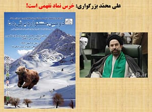 آیا خرس نماد نفهمی است؟!