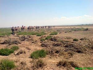 کاروان شتر در هودنا