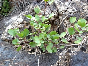 خینجوک در دل صخره ای سنگی - جنوب خراسان - عکس از کمال الدین ناصری