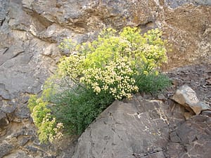 بوته جاشیر در عرصه ای سنگی!