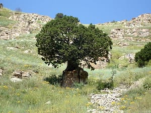 ارسی که خیلی حرف برای گفتن به من و تو دارد! ندارد؟