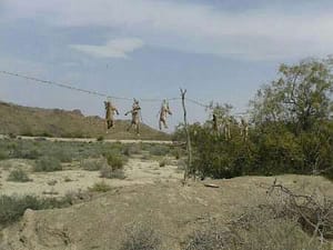 به دار آویخته شدن روباه ها در بلوچستان