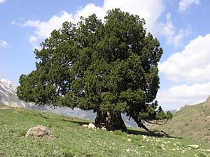 کهنسال ترین موجود زنده ایران