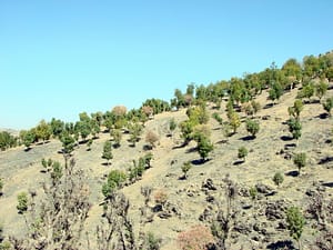 جنگلهای لخت شده مازوان بند! جنگلهای لخت شده مازوان بند!