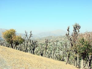 قطع یکپارچه شاخ و برگ درختان به نام هرس سرشاخه ها! قطع یکپارچه شاخ و برگ درختان به نام هرس سرشاخه ها!