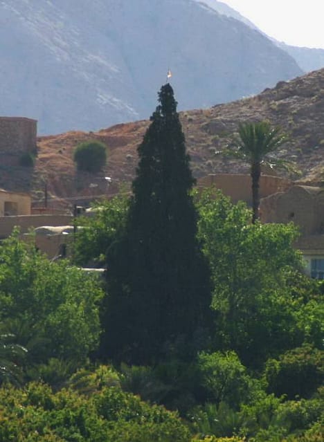 سرو كهنسال و بسيار بزرگ ايراج