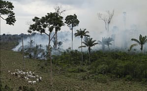 cattle-walk-near-a-burnin-