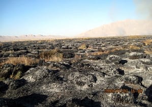 گندمان امروز ...