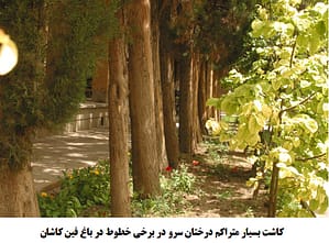 كاشت بسيار متراكم درختان سرو در برخي خطوط در باغ فين كاشان