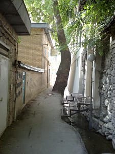 کوچه ای که صدای هوش درختان به گوش می رسد!
