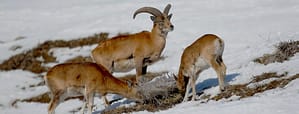 انگار دارند این گوسفندان وحشی به دوربین می خندند!