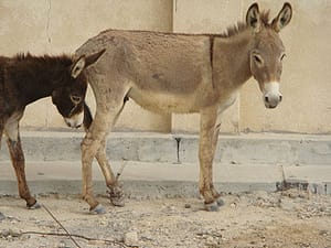 الاغ های آدم شناس!
