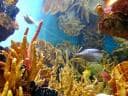 aquaquest_sea-coral.jpg